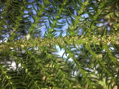 Nipaecoccus aurilanatus