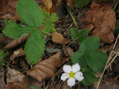 Fragaria orientalis