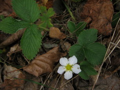 Fragaria orientalis