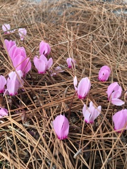 Cyclamen graecum
