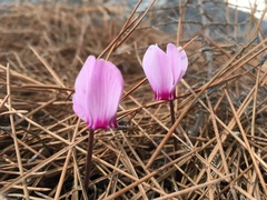 Cyclamen graecum