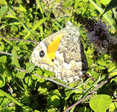 Hipparchia aristaeus