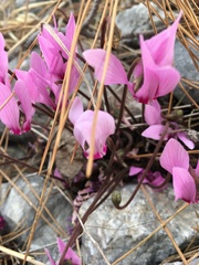 Cyclamen graecum