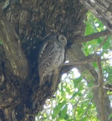 Otus senegalensis
