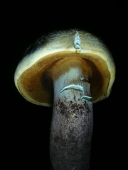 Buchwaldoboletus