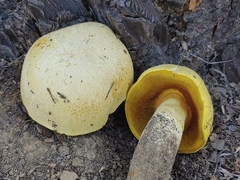 Buchwaldoboletus