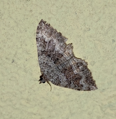 Camptogramma bistrigata