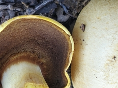 Buchwaldoboletus