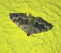Camptogramma bistrigata