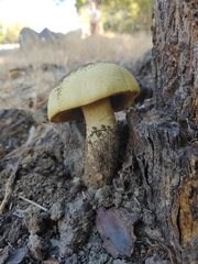 Buchwaldoboletus