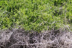 Azima tetracantha