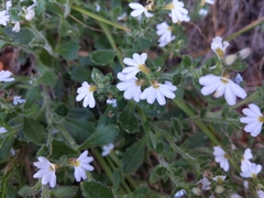 Scaevola albida
