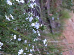 Scaevola albida