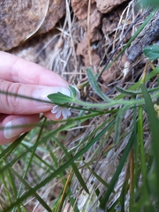 Scaevola albida