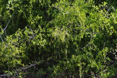 Azima tetracantha