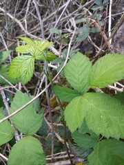 Rubus fruticosus