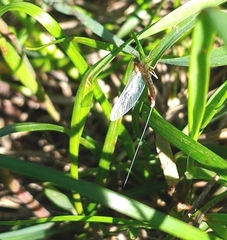 Ephemeroptera