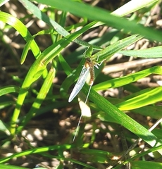 Ephemeroptera