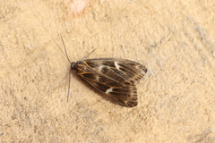 Image of Polypoetes villia