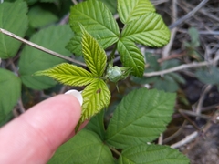 Rubus fruticosus