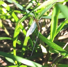 Ephemeroptera