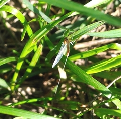 Ephemeroptera
