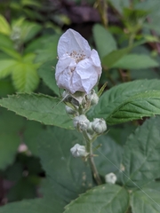 Rubus fruticosus