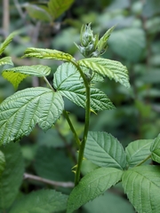 Rubus fruticosus