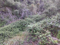 Rubus fruticosus