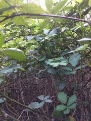 Rubus fruticosus