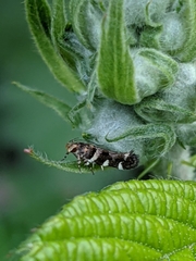 Lepidoptera