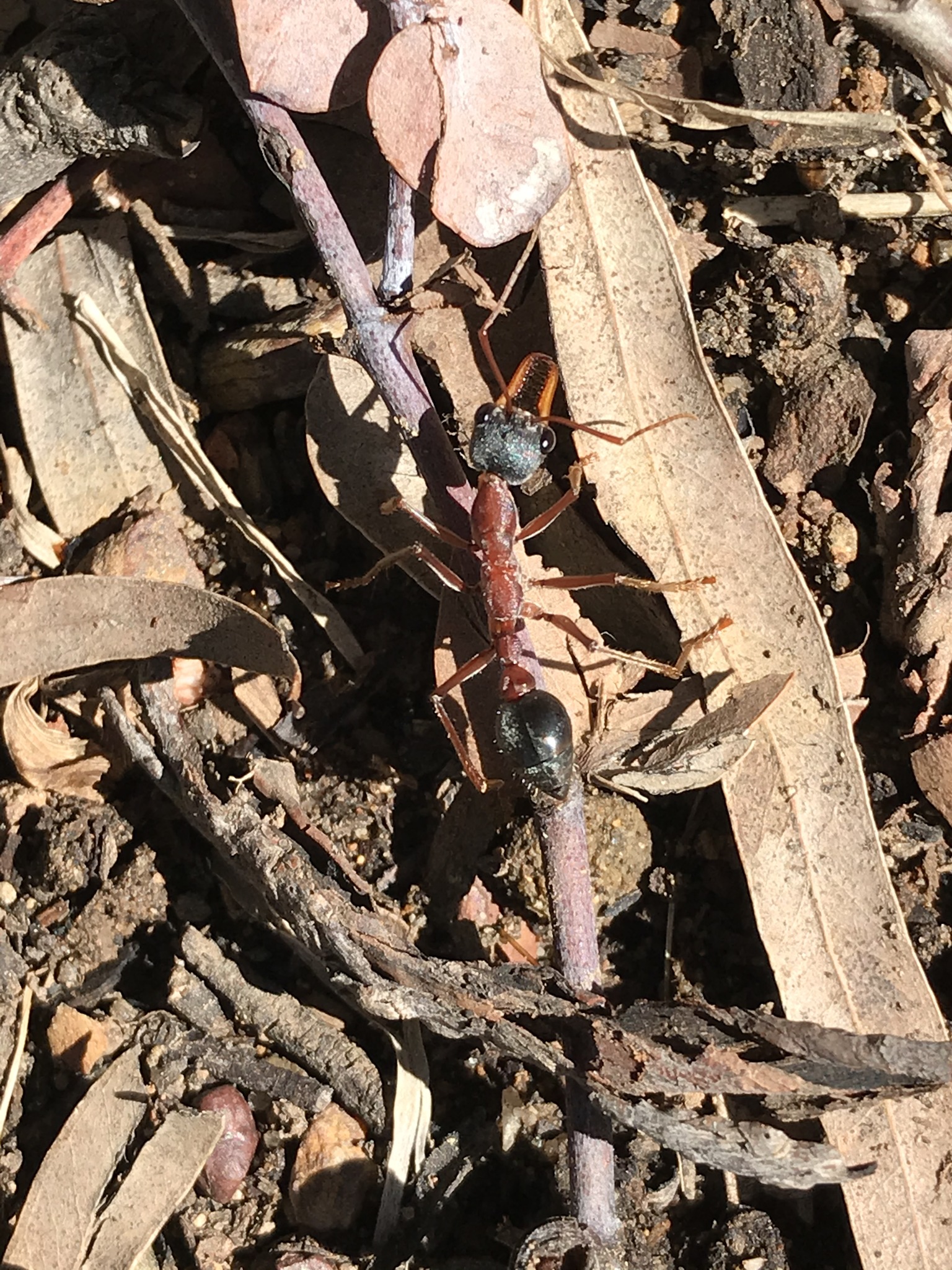 Myrmecia nigriceps