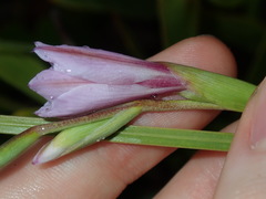 Gladiolus gueinzii