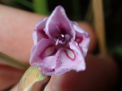 Gladiolus gueinzii