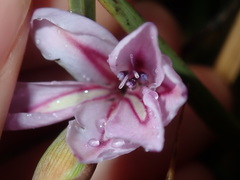 Gladiolus gueinzii