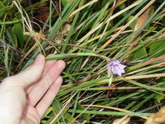 Gladiolus gueinzii