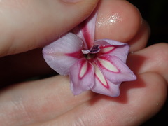 Gladiolus gueinzii