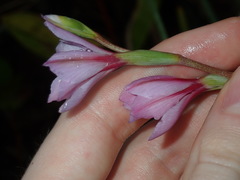 Gladiolus gueinzii