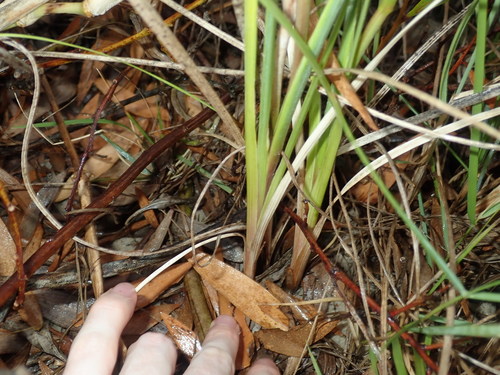 Image of coastal gladiolus by (c) Thomas Mesaglio, some rights reserved (CC BY)
