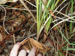 Gladiolus gueinzii