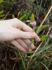 Gladiolus gueinzii