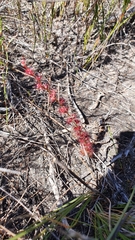 Drosera platypoda