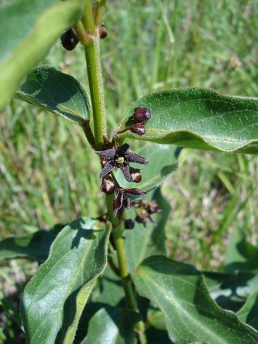 black swallow-wort