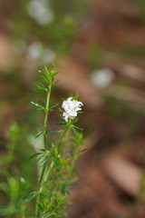 Asperula scoparia