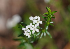 Asperula scoparia