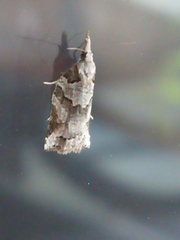 Harmologa amplexana