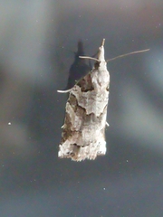 Harmologa amplexana