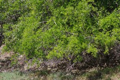 Azima tetracantha