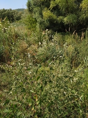 Atriplex micrantha