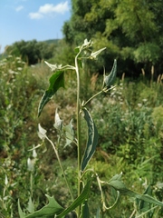Atriplex micrantha